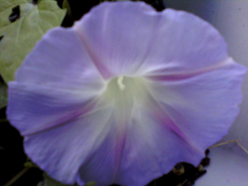 Morning Glory Flower