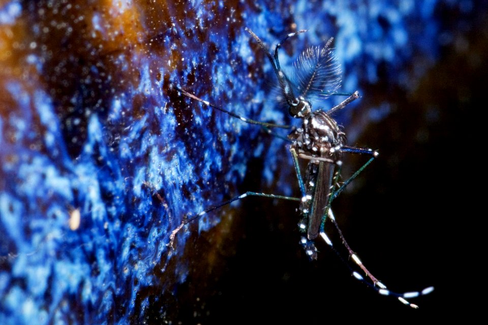 Mosquito