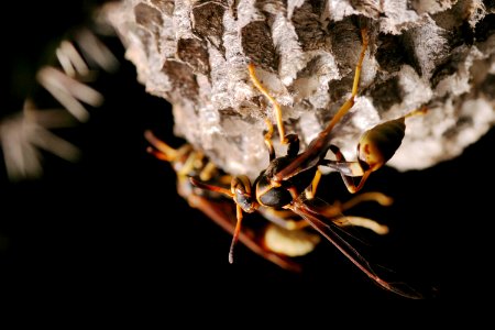 Mischocyttarus navajo