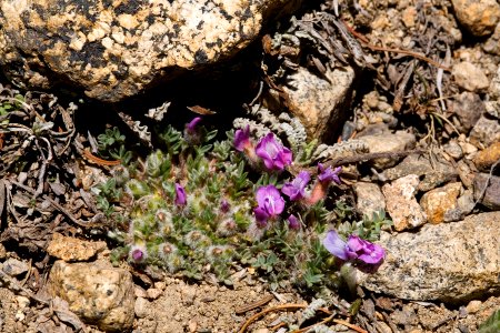 Astragalus purshii
