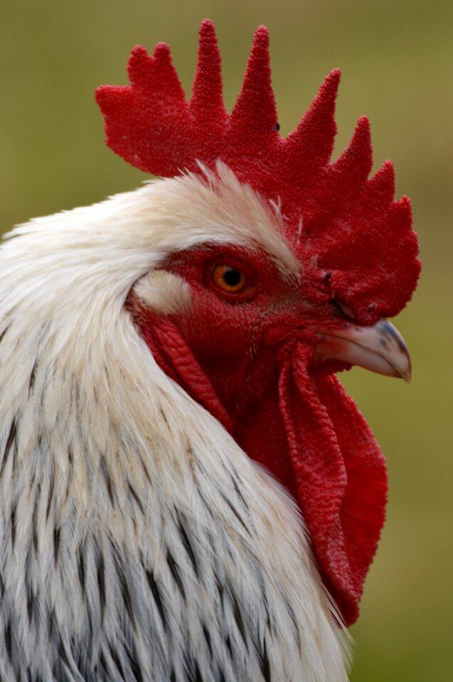 Mohawk animal poultry photo