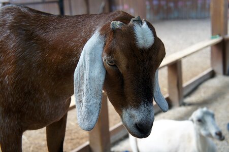 Ears animal mammal photo