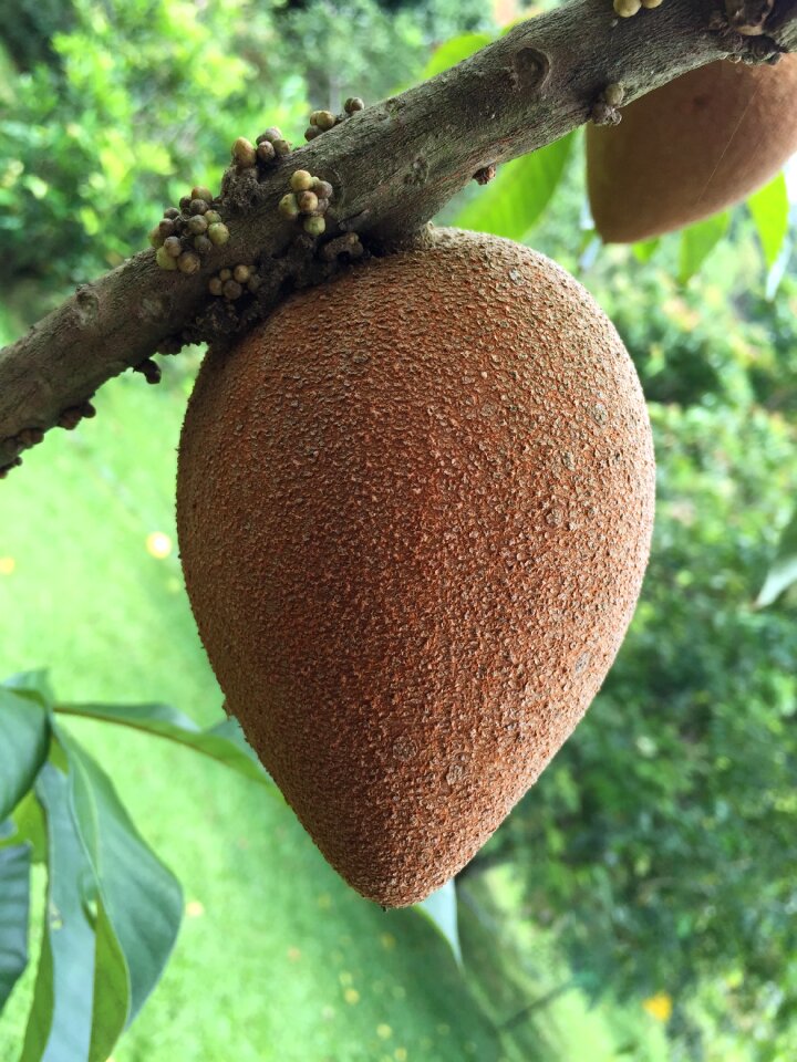 Fruit tropical exotic