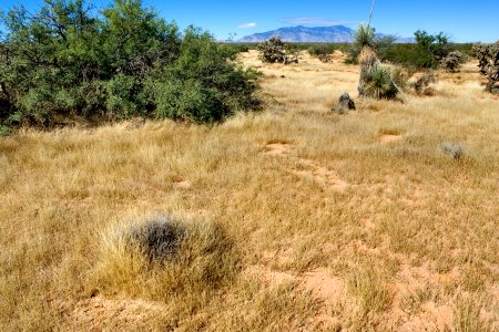 Near Gold Gulch