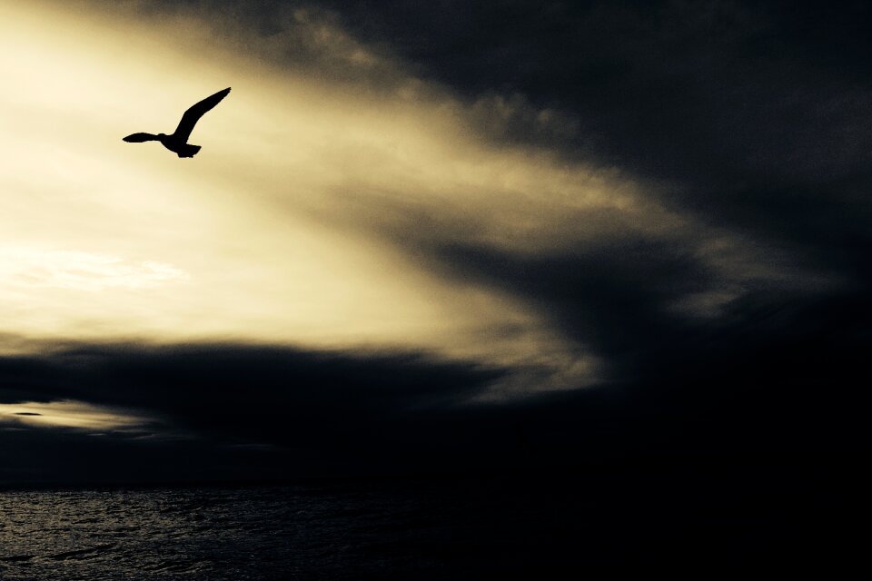 Bird seabird flying