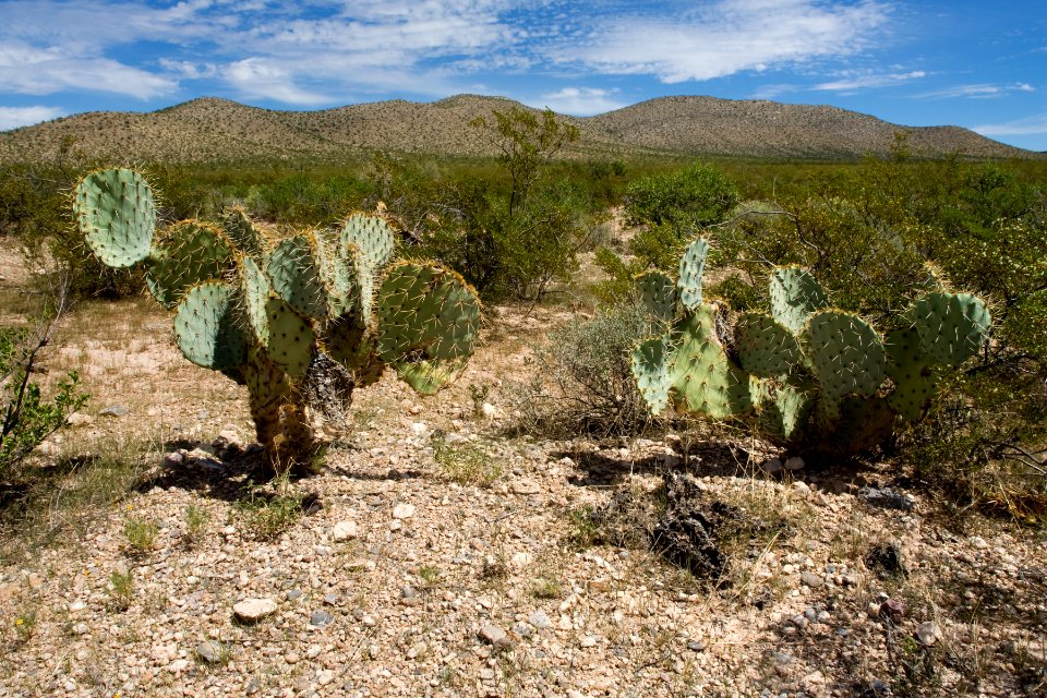 Opuntia chlorotica