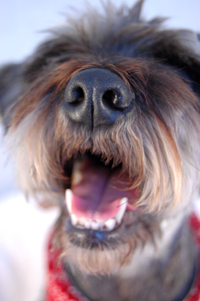 Snout open mouth hair