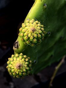 Smal Cactus fruit photo