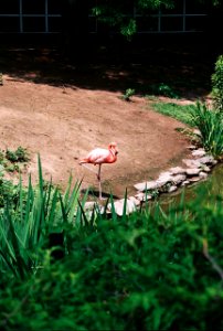 Lone flamingo