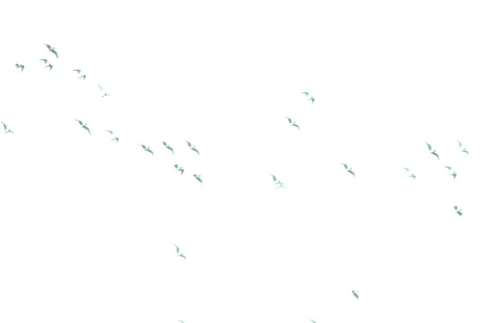 Bonaparte's Gulls, flyover during rainstorm, Kentwood, MI, April 18, 2013