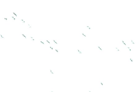 Bonaparte's Gulls, flyover during rainstorm, Kentwood, MI, April 18, 2013