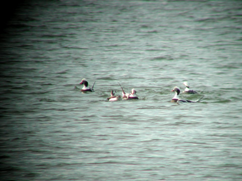 Long-tailed Ducks