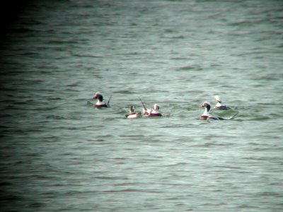 Long-tailed Ducks photo