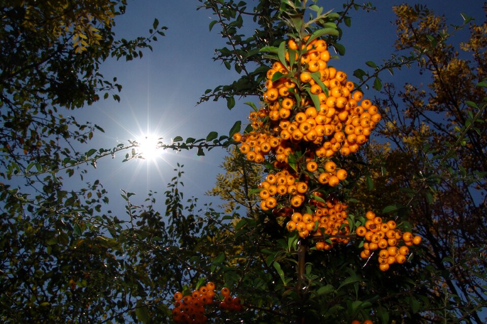 Crop berry bush