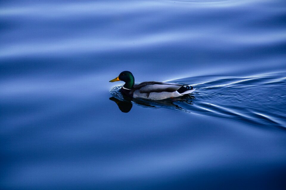 Water blue wildlife