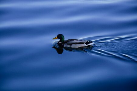 Water blue wildlife