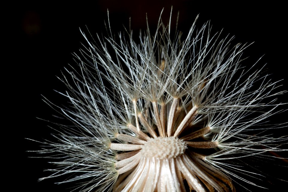Dieteria canescens