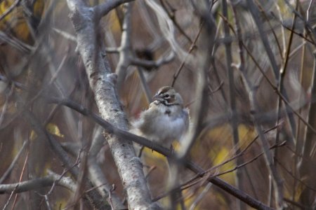 Lark Sparrow, Whitefish Point, MI