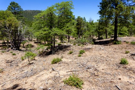 Pinos Altos Mountains