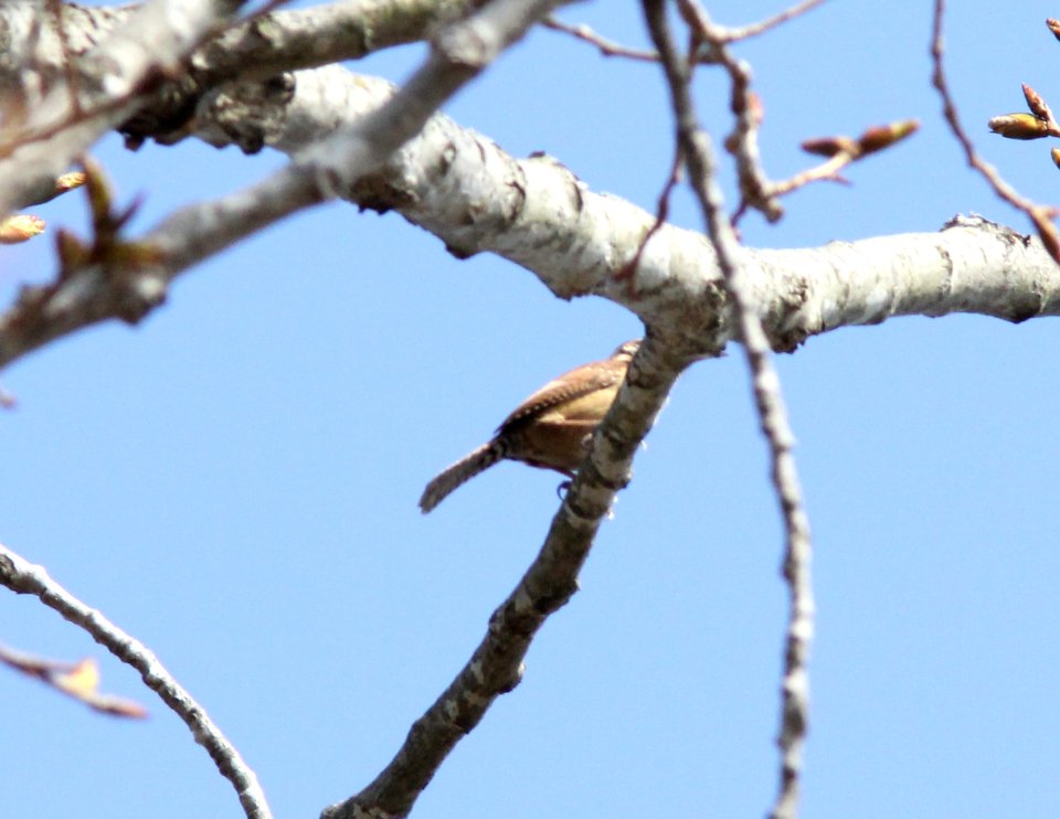Carolina Wren, Sand Lake, MI, March 16, 2012