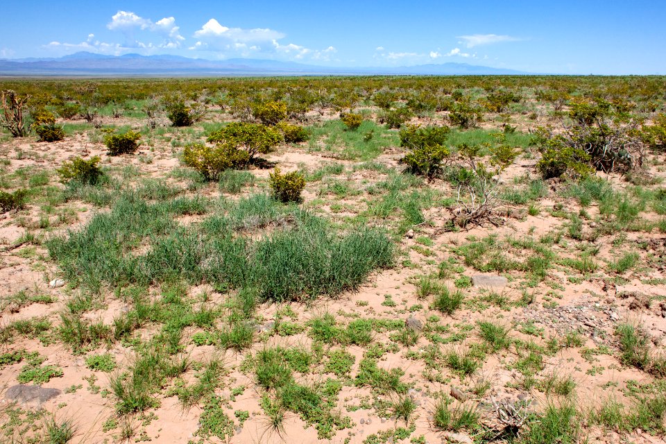 Northwestern bajada of the San Andres Mountains