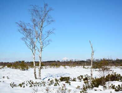 Individually birch cold photo
