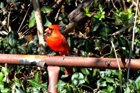 Cardinal, Red Bird photo