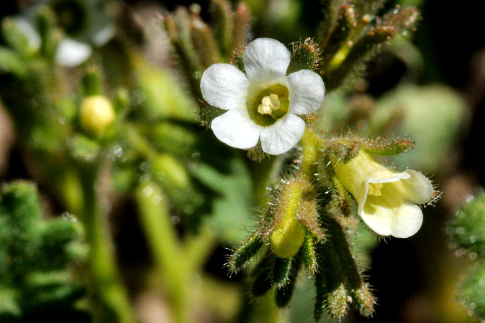 Phacelia rotundifolia