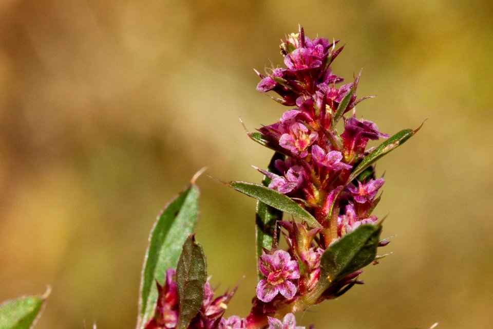 Amaranthus torreyi