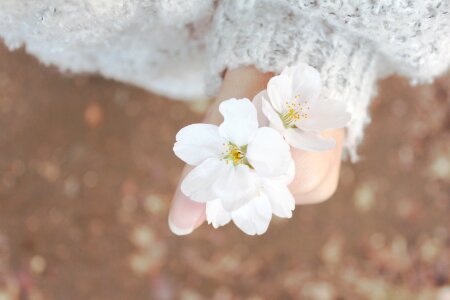 Sakura flowers nature