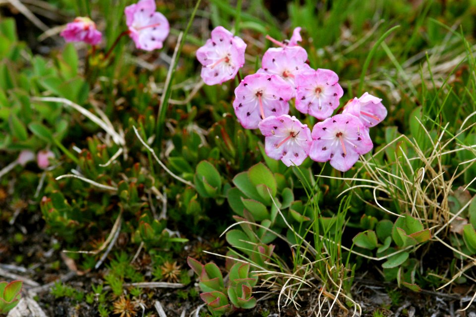 Kalmia microphylla