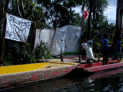 Se vende toro