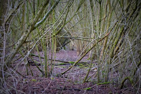 Creepy nature winter
