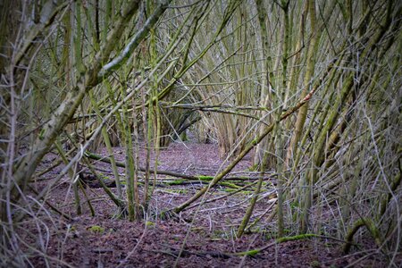 Creepy nature winter photo