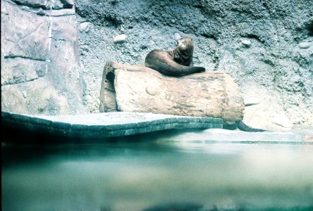 Giant River Otter