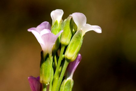 Boechera stricta photo