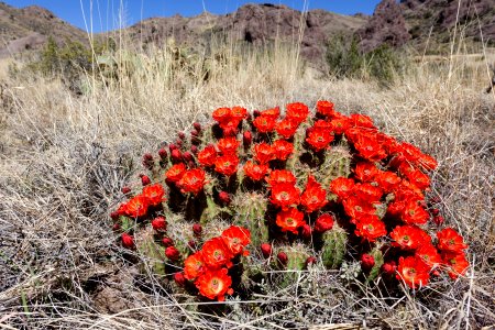 Echinocereus coccineus