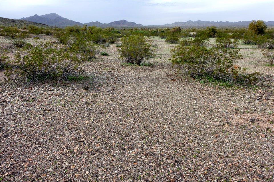 Northern edge of Cactus Plain