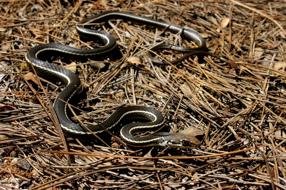 Coluber lateralis lateralis