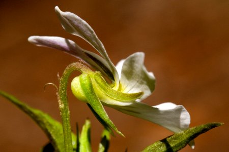 Viola canadensis