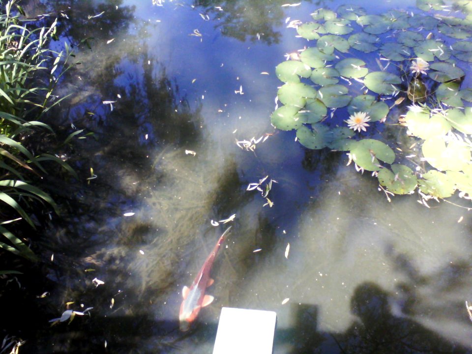 Koi with water lilies