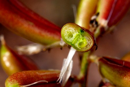 Astragalus lentiginosus var. wilsonii