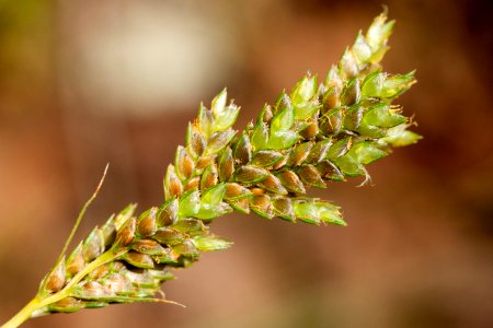 Cyperus sphaerolepis