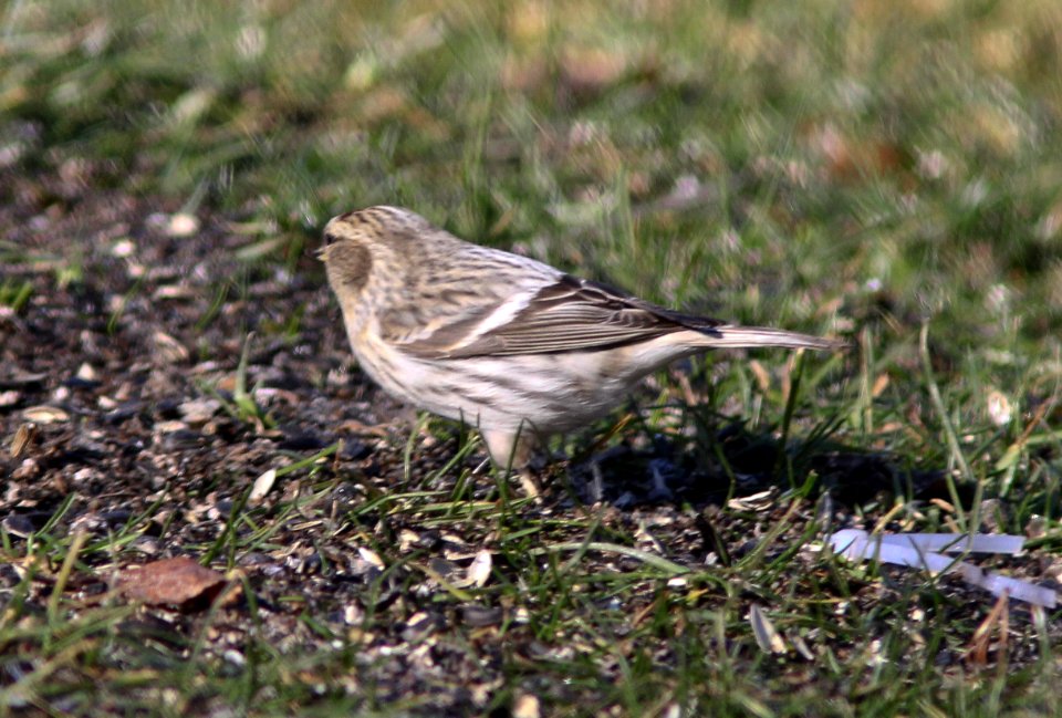 Hoary Redpoll (individual 1), Oakfield, MI, February 4, 2012