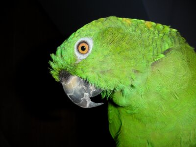 Bird green animal photo