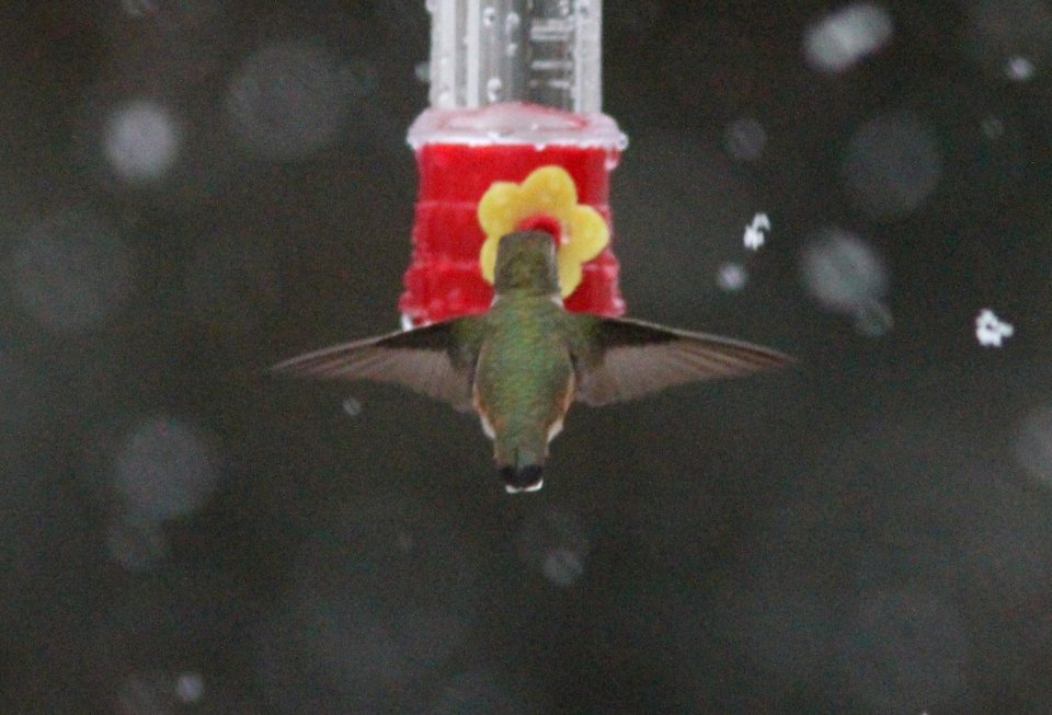 Rufous Hummingbird, Lowell, MI December 27, 2011