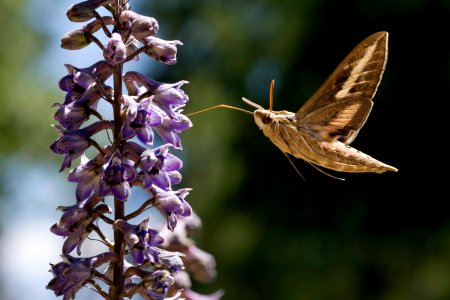 Hyles lineata