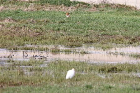 Cattle Egret being stalked by cat, Wayland, MI, 17 April 2013