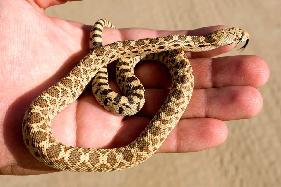 Pituophis catenifer sayi
