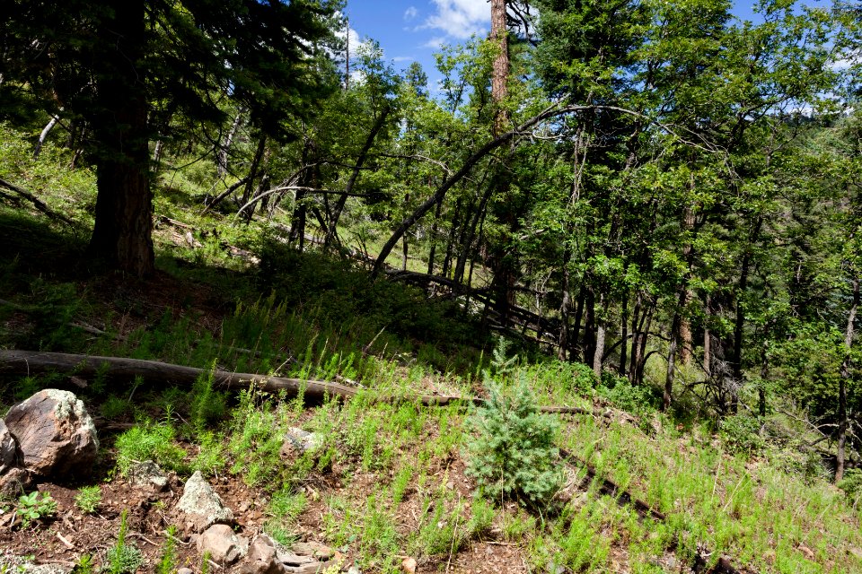 Wolf Hollow Trail